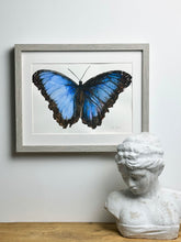 Load image into Gallery viewer, Blue Morpho Butterfly
