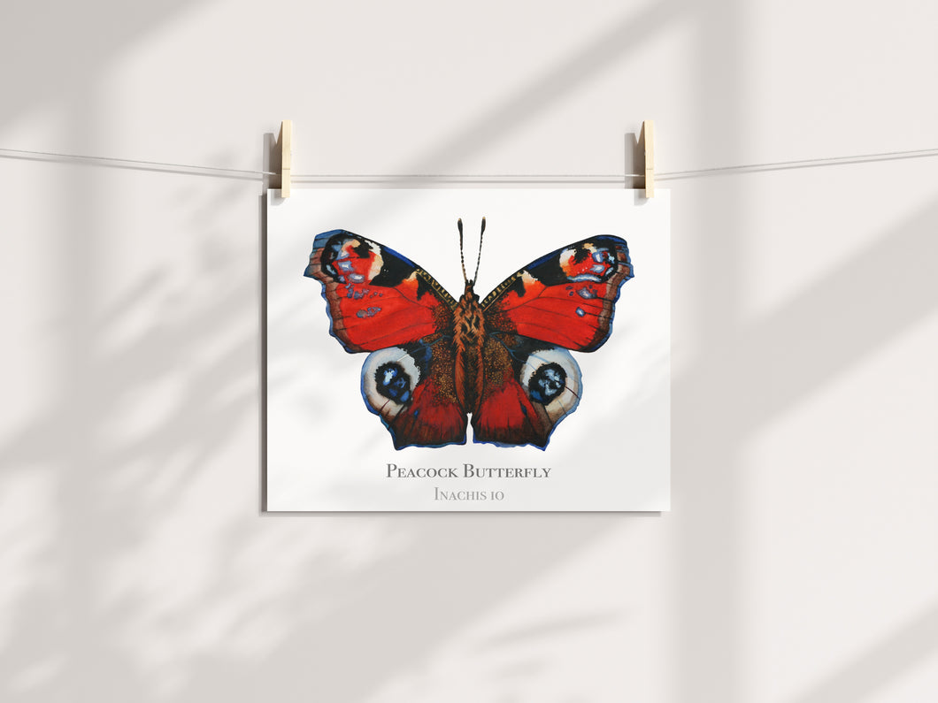 Peacock Butterfly print
