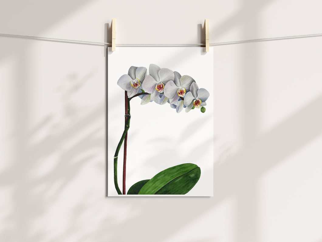 White orchid Print