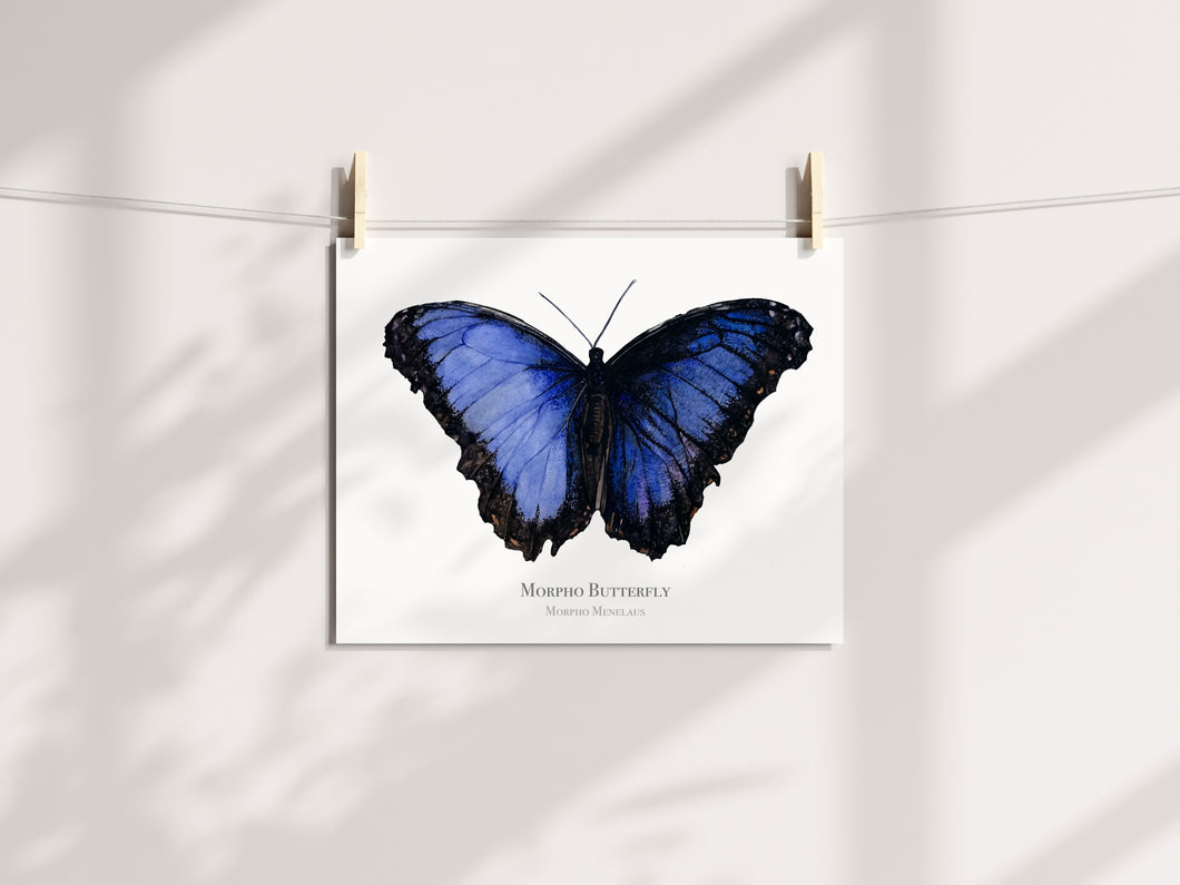 Murpho Butterfly Print