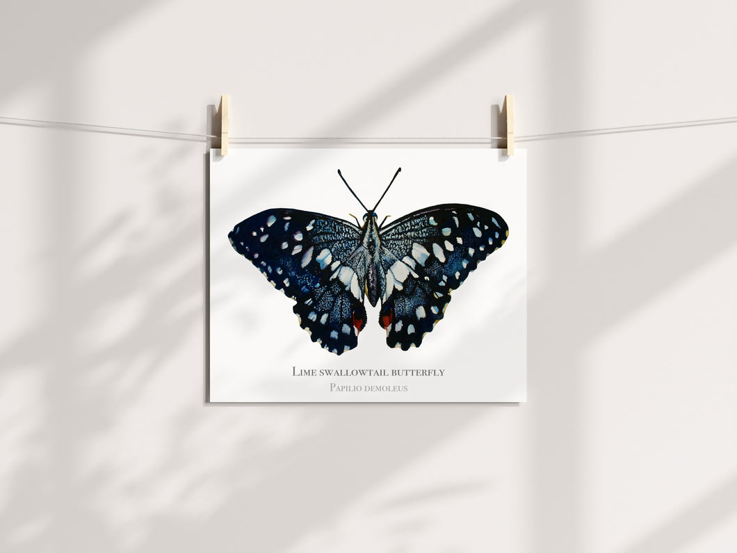 Lime Swallowtail Butterfly print