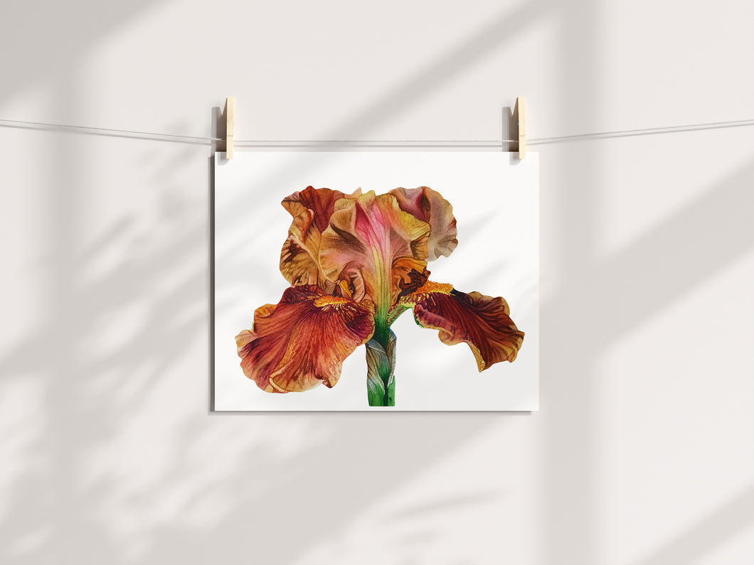 Orange Iris Print