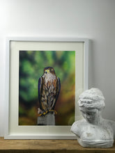 Load image into Gallery viewer, Merlin Falcon Painting
