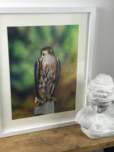 Load image into Gallery viewer, Merlin Falcon Painting

