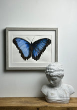 Load image into Gallery viewer, Blue Morpho Butterfly
