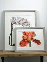 Load image into Gallery viewer, Orange Iris Watercolour Painting
