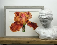 Load image into Gallery viewer, Orange Iris Watercolour Painting
