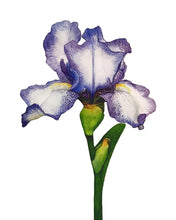 Load image into Gallery viewer, &quot;Little Iris&quot; Original Watercolour painting
