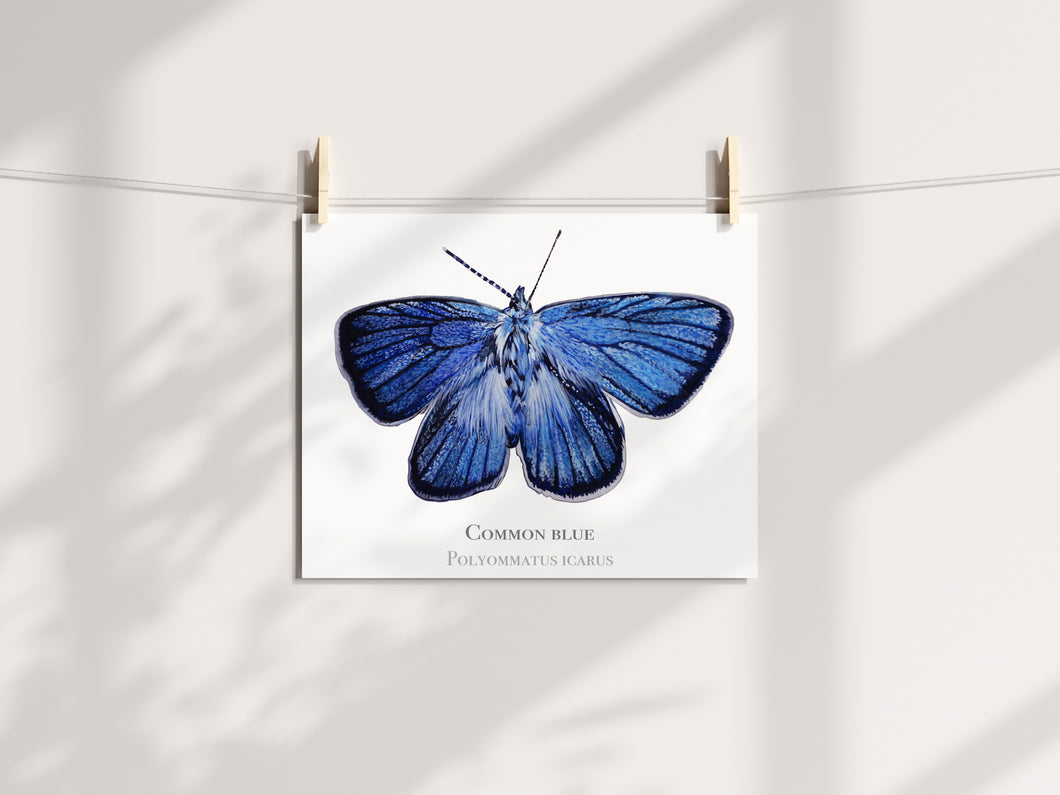 Common Blue Butterfly print