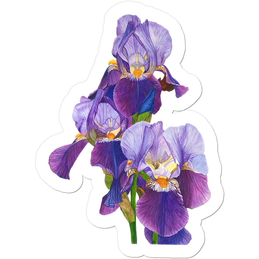 Dancing Iris Sticker