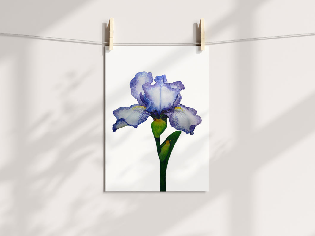 Little Iris Print