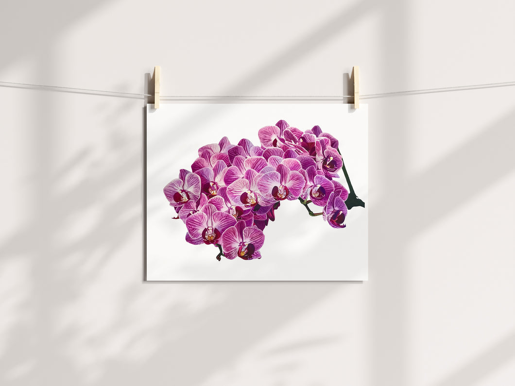 Pink Orchid Print