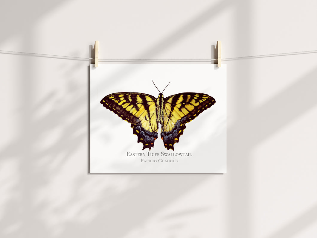 Swallowtail Butterfly print