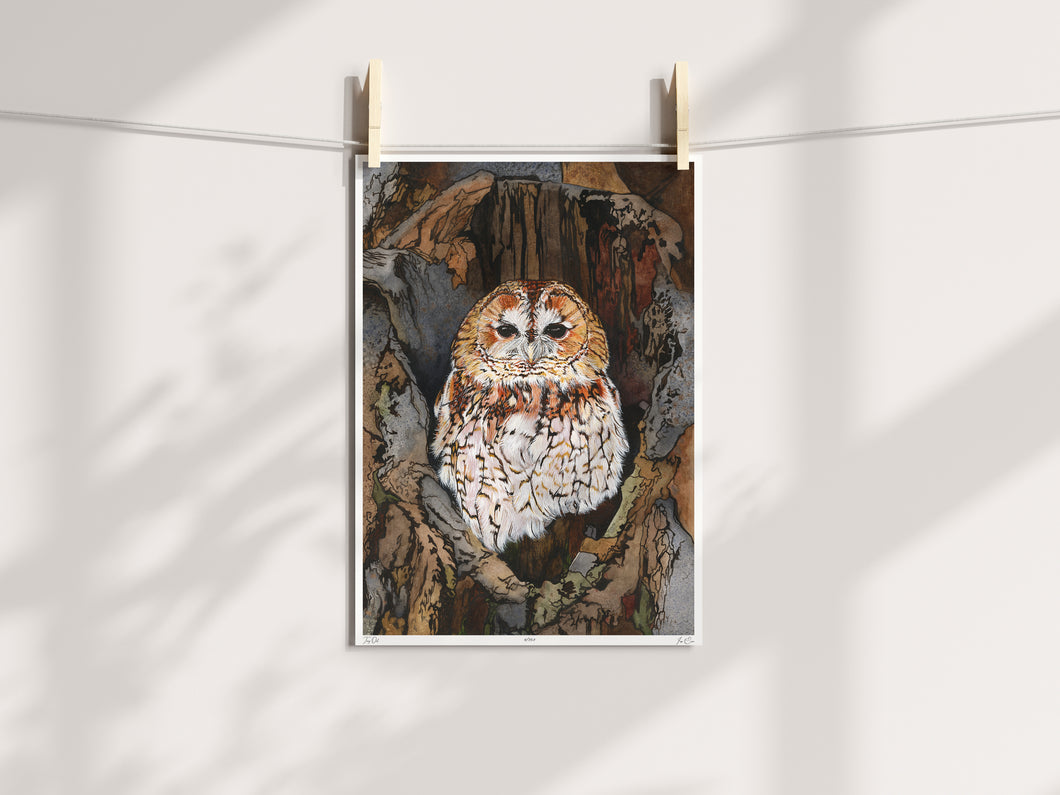 Tawny Owl Limited Edition Giclée Print